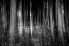 Mystischer Wald (c) Andreas Otto