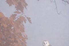 Schuu-hu-huhuhuhuu, die Zauberin (c) Astrid Padberg