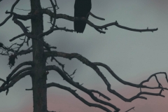 Der Rabe Huckebein (c) Hans Peter Eckstein