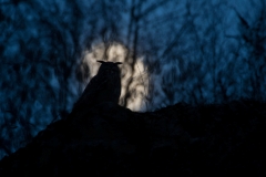 Der Vogel der Weisheit (c) Hans Peter Eckstein