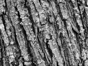 Details (c) Annette Ulrich