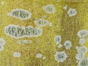 Details (c) Annette Ulrich