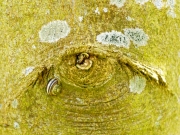 Details (c) Annette Ulrich