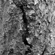 Details (c) Annette Ulrich