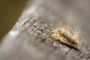 Details (c) Astrid Padberg