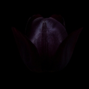 Schwarze Tulpe (c) Hans Peter Eckstein