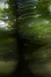 Waldgeist (c) Astrid Padberg