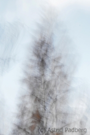 Waldsterben (c) Astrid Padberg