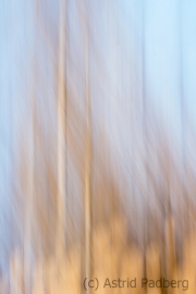 Waldsterben (c) Astrid Padberg