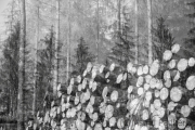 Waldsterben (c) Astrid Padberg