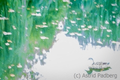 Spiegelung im Teich, gewischt, überbelichtet (c) Astrid Padberg