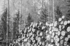 Waldsterben (c) Astrid Padberg