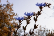 Strohblumen (Mehrfachbelichtung) (c) Hans Peter Eckstein