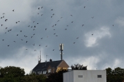 Brieftauben haben ausgedient (c) Ulrike Kaulfuß