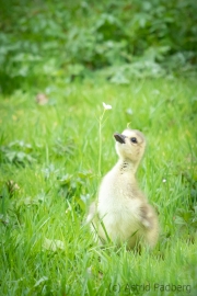 Botanischer Garten (c) Astrid Padberg