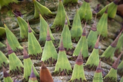 Botanischer Garten (c) Astrid Padberg