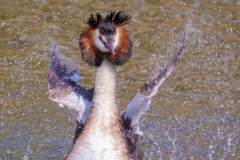 Nass, Zoo Münster (c) Astrid Padberg