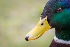 Nass, Phoenixsee (c) Astrid Padberg