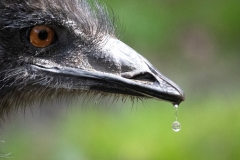 Nass, Zoo Wuppertal (c) Astrid Padberg