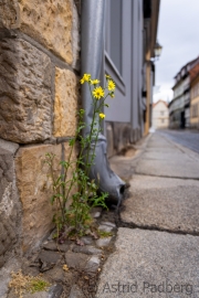 Natur trifft Mensch (c) Astrid Padberg