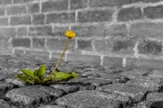 Natur trifft Mensch (c) Astrid Padberg