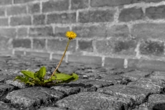 Natur trifft Mensch (c) Astrid Padberg