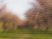 Kirschbäume - Doppelbelichtung