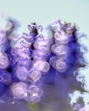 Kriechender Günsel im Gegenlicht