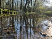 Abendstimmung am Viehbach