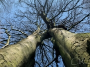 Zwei, nein eins, nein zwei...