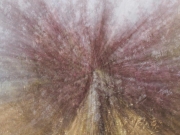 Kirschbaum - explodiert