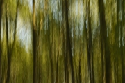 Wald in Bewegung