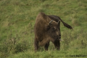 Wildpark Neandertal