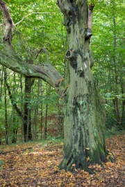 Wildpark Neandertal