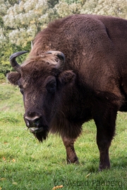Wildpark Neandertal