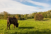Wildpark Neandertal