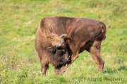 Wildpark Neandertal
