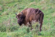 Wildpark Neandertal