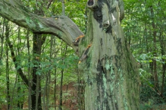 Wildpark Neandertal