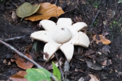 Wildpark Neandertal, Gewimperter Erdstern