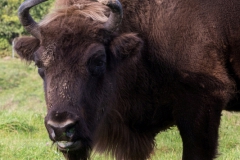 Wildpark Neandertal