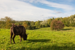 Wildpark Neandertal