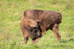 Wildpark Neandertal