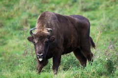 Wildpark Neandertal
