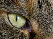 Ich seh Dir ins Auge (c) Annette Ulrich