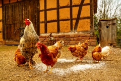 Hühnerhof (c) Gerd Baumann