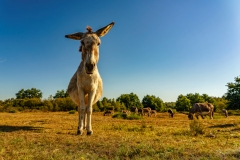 Esel (c) Gerd Baumann