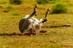 Mir juckt das Fell (c) Gerd Baumann