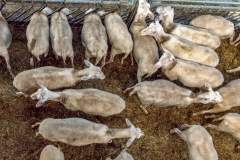 Im Schafstall (c) Gerd Baumann