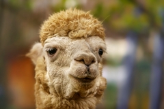 Alpaka (c) Gerd Baumann